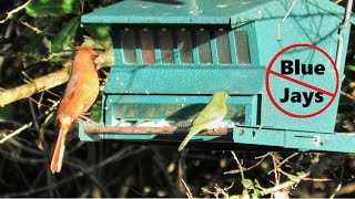 How to Setup the PERFECT Squirrel Proof Bird Feeder [upl. by Ain843]