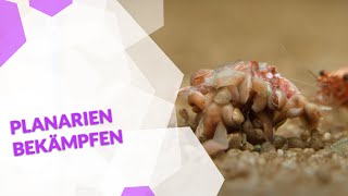 Planarien im Aquarium bekämpfen mit oder ohne Chemie so wirst du die Schädlinge schnell wieder los [upl. by Htebirol]