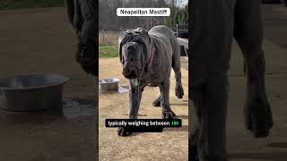 Neapolitan Mastiff Majestic Guardian [upl. by Yecnahc1]