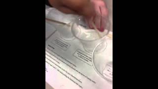 Calcium chloride citric acid reaction [upl. by Oiznun]