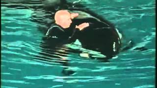 ORCA ASSASSINA ATTACCA ISTRUTTORE  KILLER WHALE attacks INSTRUCTOR [upl. by Alacim959]