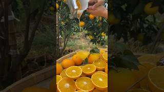 Avery One Try Orange Juice fruit shorts nature [upl. by Nodnyl]