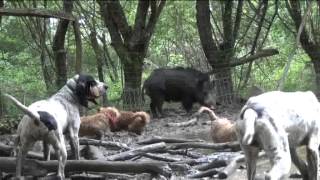 Mai 2013BASSETS FAUVE et GASCON à LObéissance au ferme [upl. by Arekahs]