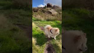 Bella Chow Chow climbing the hills and rocks [upl. by Krilov]