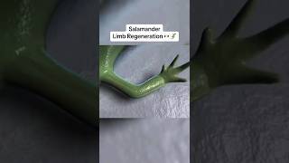 Salamander Limb Regeneration shorts [upl. by Macdonell949]