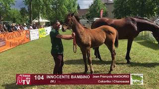 Sprinter Sacré Show 2018  Lot 104  INNOCENTE BAMBINO [upl. by Vaenfila]