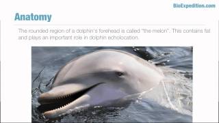 Bottlenose Dolphin Facts [upl. by Antonella858]