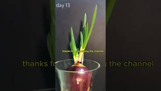 Plant growing time lapse in natureforest growing time lapsetimelapse plant planting seeds water [upl. by Fogel]