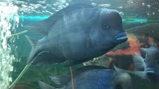 Jumbo Sized Blue Dolphin Cichlids  Cyrtocara moorii commonly known as the humphead [upl. by Rihsab]