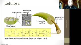 Química Orgánica  Celulosa [upl. by Yeloc]