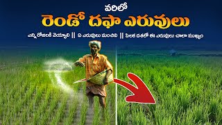 Varilo Eruvula Yaajamanyam  Paddy Cultivation  Paddy Fertilizer Management Explained In Telugu [upl. by Anol]