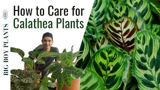 How to Care for Calathea Plants  My Collection [upl. by Nylidnarb]