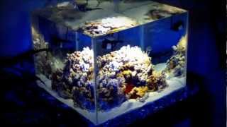 DIY NANO REEF AQUARIUM [upl. by Einnalem]