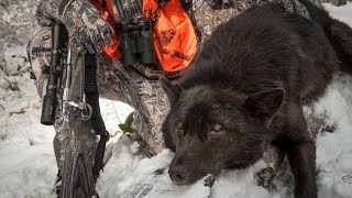 SHADE of BLACK  Wolf Hunting Montana [upl. by Lindy]