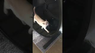 Tonkinese Cats Coordinate a Fitness Walk [upl. by Eimaraj]