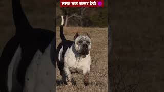 pitbullattitude pitbull dog shorts viral video 👿👿 [upl. by Gilli]