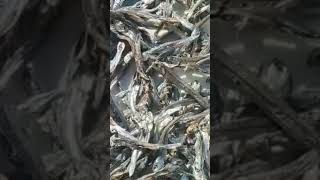 Dried anchovy shortvideo viralshort viral fyp [upl. by Grove]