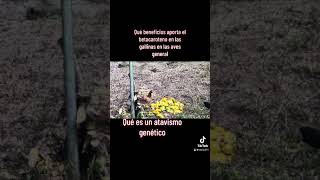 Beneficio del betacaroteno en las gallinas Qué es un atavismo genético cuál fue la gallina o el [upl. by Stone707]