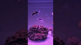 CLOWN TRIGGER FISH saltwateraquarium saltwater aquarium [upl. by Hartzke]