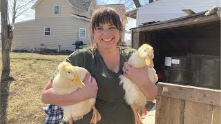 How to build a duck house  Introducing chicks and ducks to our hens ♥ [upl. by Hester]