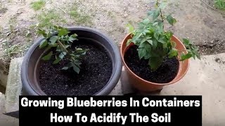 How To Grow Blueberries In Containers  How To Acidify The Soil [upl. by Hurless]