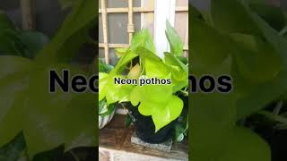 My beautiful collection of Pothos plants 🌿☘️💐 [upl. by Placidia]