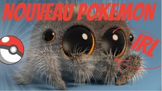 🕷 UNBOXING 🕸 NOUVEL ARRIVAGE  Phidippus Regius White Bahamas🕷 [upl. by Lovmilla]