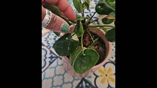 Variegated Pilea Peperomoides [upl. by Oiludbo329]