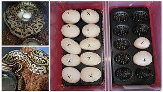 My best clutch to date Ball python egg cutting CLOWNS [upl. by Tips]