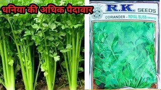 धनिया की अधिक पैदावार।RK seeds☘️☘️ [upl. by Eikram]