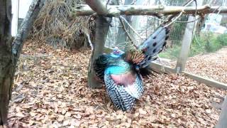 Ocellated Turkey Meleagris ocellata mating dance [upl. by Walczak]