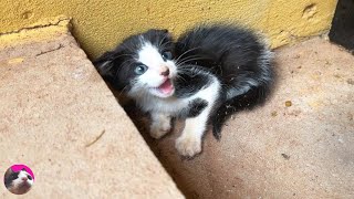 How ferocious rescued kitten grows up from 026 daysquotThe Story of the Miracle Talking Cat Muquot [upl. by Ihskaneem235]