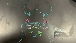 Dopamine D1like receptor pathways [upl. by Squire942]