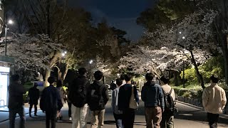 関西大学桜🌸202445 [upl. by Gilbert]