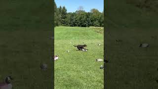 Simulated blind hunt with Oak retrievertraining huntingdogtraining duckdog [upl. by Bernadine]