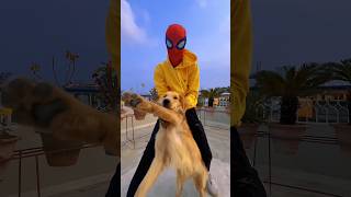 Finally Today We Done  Spiderman Dance With Dog spiderman marvel dogs [upl. by Notnirt]