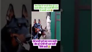 Ve tu Talja shokena punjabi funny punjabifunnyvideos funnyvideo trending punjabcity punjab 1m [upl. by Litt]