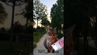 они стали богатыми 🔥 рек жиза cat кот рекомендации прикол youtubeshorts юмор котики я мем [upl. by Giustino]