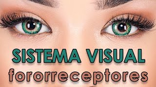 Sistema Visual  Fotorreceptores [upl. by Ame173]