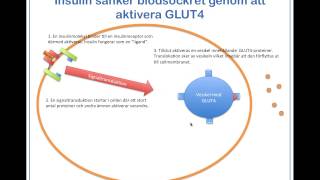 Blodsockret regleras av insulin och glukagon [upl. by Yclek]