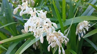 Ophiopogon Japonicus [upl. by Eiro]