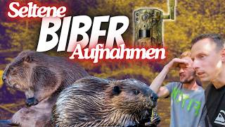 Sensationelle Aufnahmen Biber Biotop mit Wildkameras dokumentiert [upl. by Rafaelle]