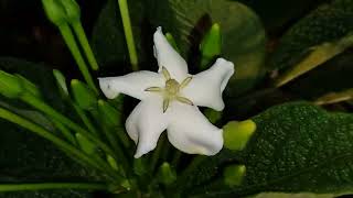 Rubiaceae Tocoyena bullata Vell Mart 21122022 [upl. by Conyers94]