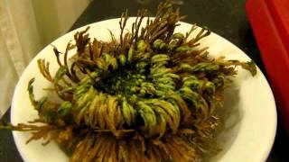 Selaginella lepidophylla time lapse of the plant coming back to life [upl. by Nnahgem]