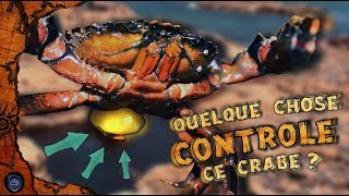 🐚 Ce parasite qui contrôle et transforme les crabes 🐚 [upl. by Yelrebma]