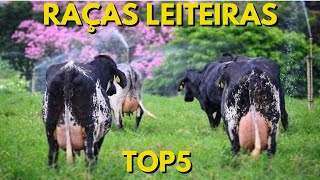 RAÇAS LEITEIRAS  Top5 [upl. by Mori]