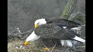 Arconic Eagles Davenport IA 04 15 20 Evening Justice delivers a fish Liberty feed the eaglet [upl. by Natam298]