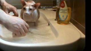 Sphynx Cat Bathing [upl. by Annagroeg]