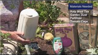 How to Grow Tomatoes  How to Grow Sweet 100 Cherry Tomatoes [upl. by Darelle]