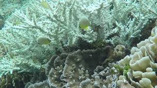 Acropora 2019  suivi des récifs coralliens de lîle Ouen en NouvelleCalédonie [upl. by Cutlerr]